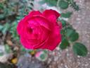 Red Leonardo da Vinci rose photo