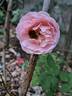 Hyde Hall rose photo