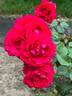 Empowerment rose photo