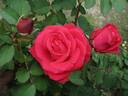 Empowerment rose photo