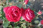 Empowerment rose photo