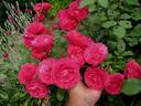 Empowerment rose photo