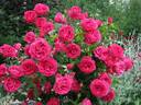 Empowerment rose photo