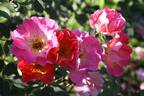 Maybe Margit rose photo
