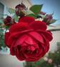 All Ablaze ™ rose photo