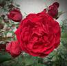 All Ablaze ™ rose photo
