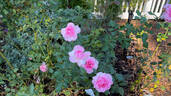 Roseraie du Chatelet rose photo
