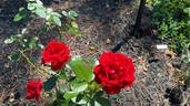 Desmond Tutu Sunbelt rose photo