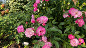 La Marne rose photo