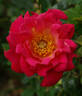 Pink Flamenco rose photo