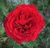 Lady In Red rose photo