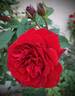 Lady In Red rose photo