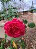 Red Leonardo da Vinci rose photo