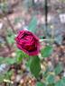 The Prince ® rose photo