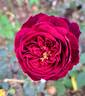 The Prince ® rose photo