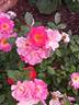 Maybe Margit rose photo