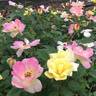 Peach Lemonade ™ rose photo