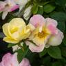 Peach Lemonade ™ rose photo