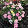 Peach Lemonade ™ rose photo