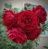 All Ablaze ™ rose photo