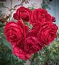 All Ablaze ™ rose photo
