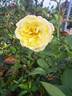 Golden Gate rose photo