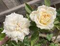 Heavenly Ascent rose photo