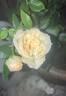 Heavenly Ascent rose photo