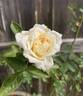 Heavenly Ascent rose photo