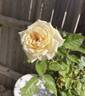 Heavenly Ascent rose photo