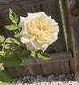 Heavenly Ascent rose photo