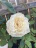 Heavenly Ascent rose photo