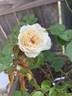 Heavenly Ascent rose photo