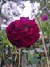 The Prince ® rose photo
