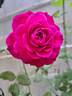 Mona Lisa rose photo