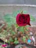 Mona Lisa rose photo