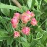 Suse rose photo