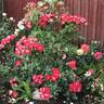 Rosige Landdrostei rose photo