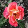 Airbrush rose photo