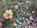 Gardenia rose photo