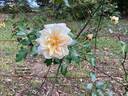 Gardenia rose photo