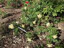 Easlea's Golden Rambler rose photo