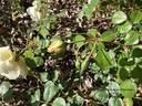 Easlea's Golden Rambler rose photo