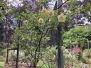 Easlea's Golden Rambler rose photo