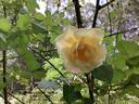 Easlea's Golden Rambler rose photo