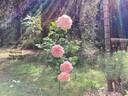 Alchymist rose photo
