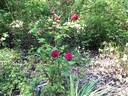 Glastonbury rose photo