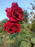 Louis van Houtte rose photo