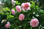 Hyde Hall rose photo