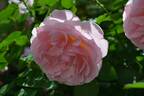 Hyde Hall rose photo